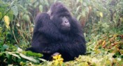 Gorilla & Chimp Tracking in Uganda